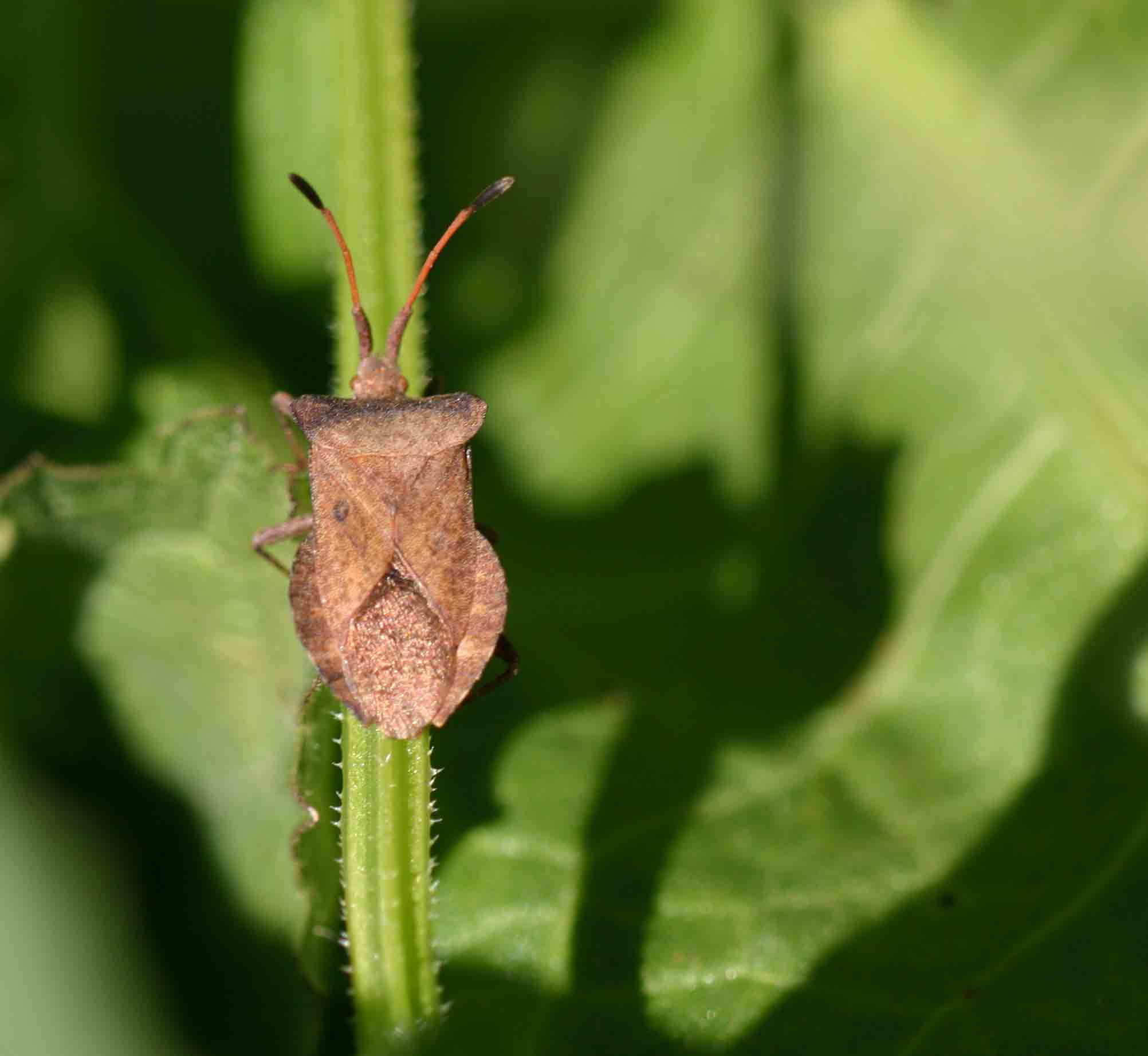 Coreus marginatus